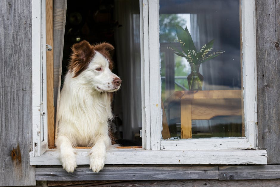 Pet-Friendly Cottages in Wales: A Complete Guide