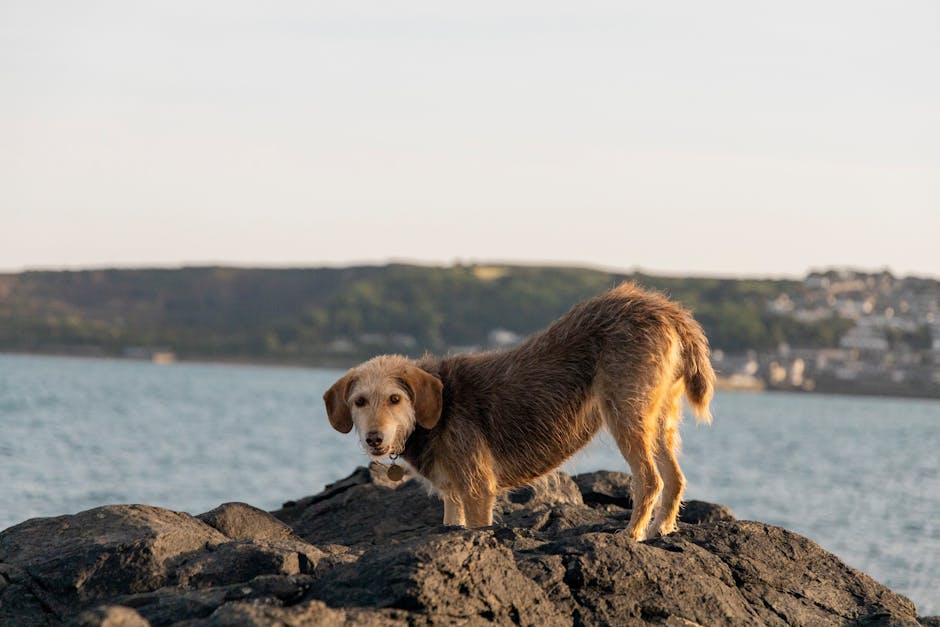 Sandy Cornish cove with rugged headlands and a dog running along the shoreline