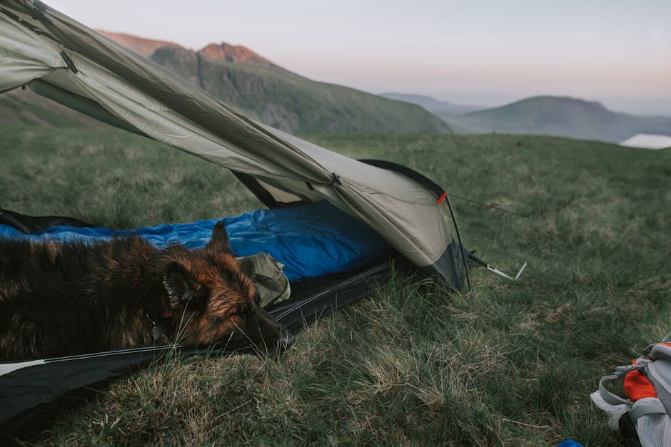 Best Dog Walks in the Lake District: 8 Routes Reviewed