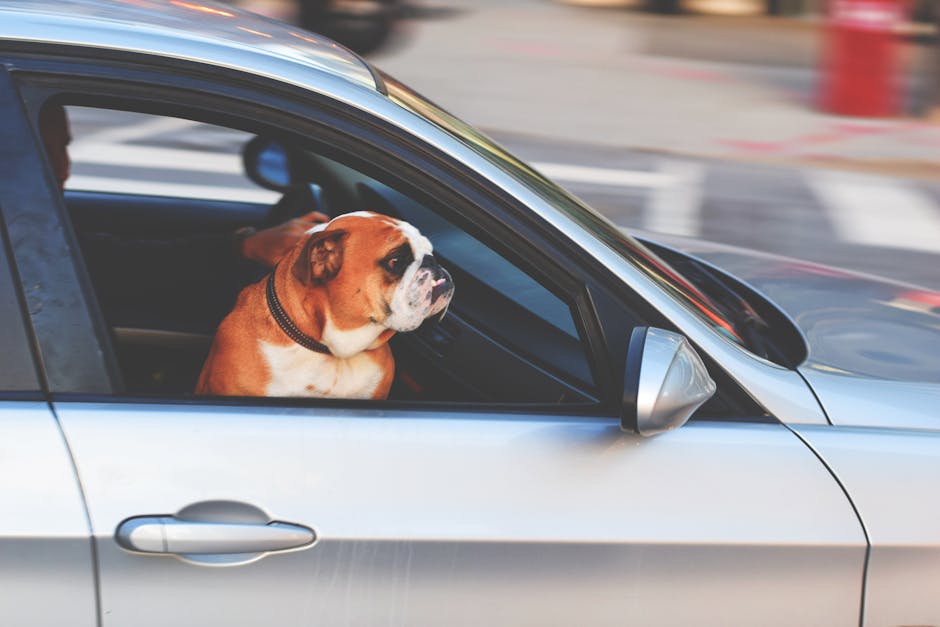 Dog-Friendly UK Road Trip: Multi-Stop Planning Guide