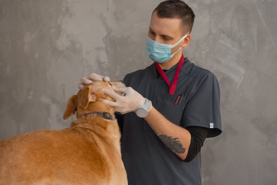 UK 24-Hour Emergency Vets: How to Find One Anywhere