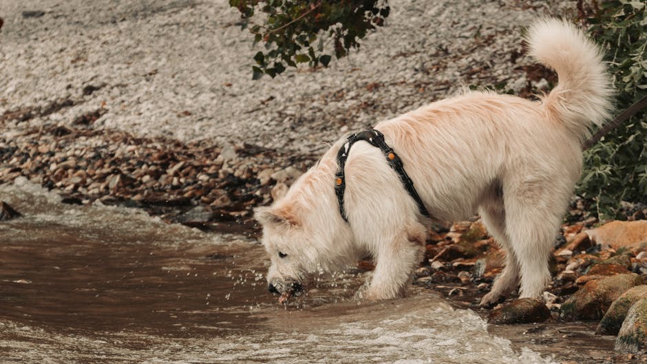 Best Dog Water Bottle for Travel UK 2026: 5 Top Picks