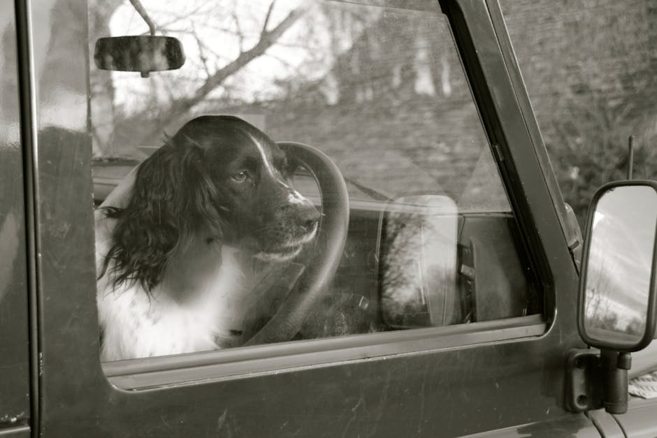 Dog-Friendly Motorway Services UK: The 2026 Guide