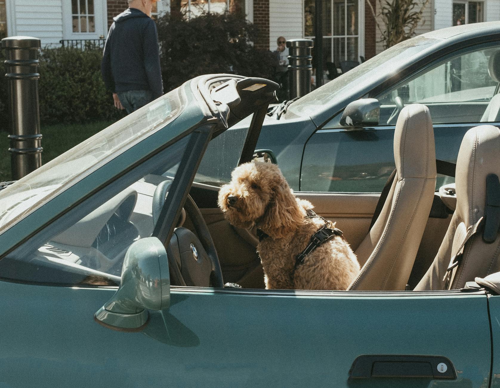 Dog secured with a harness in the back seat of a car