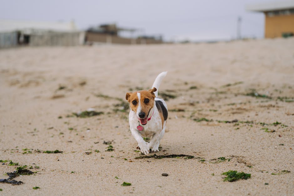Dog-Friendly Beaches in Devon: The Complete Guide for 2026