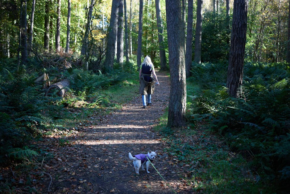 Best Autumn Dog-Friendly Breaks UK: 8 Off-Peak Picks