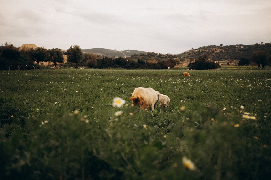 UK Livestock Worrying Law 2026: Every Dog Owner's Guide