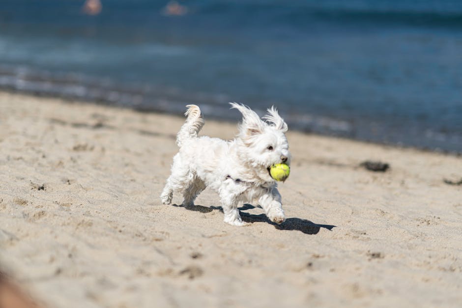 Outward Hound Granby Splash