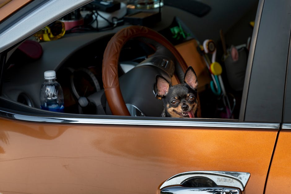 Best Dog Car Booster Seats UK 2026: Buyer's Guide